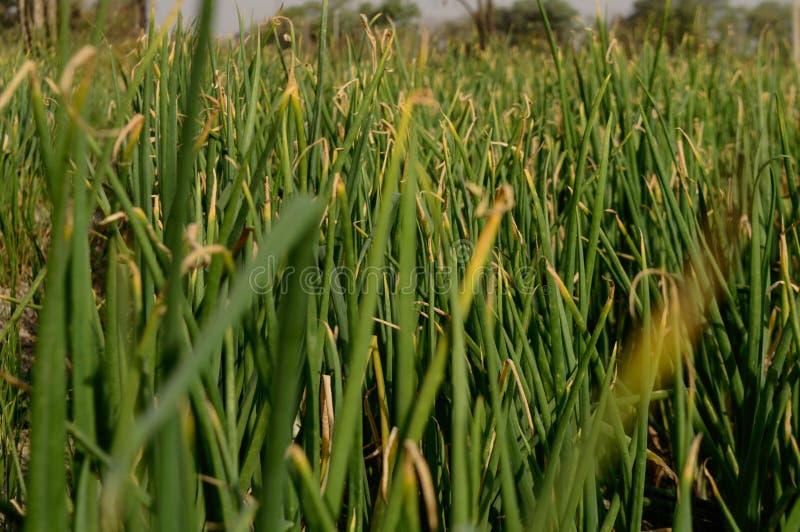 Field of Indian Onion Plant Low Angle View Closeup Shot Stock Image