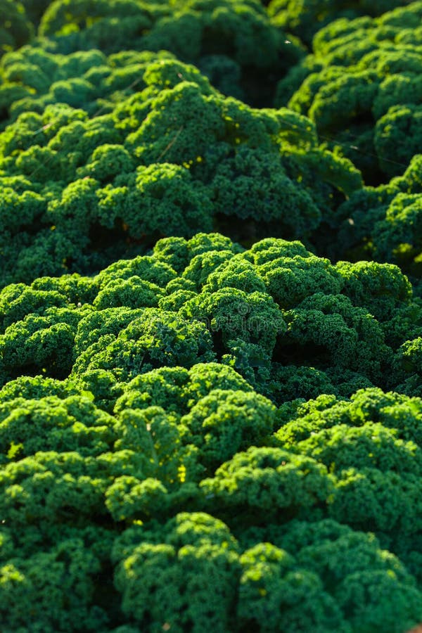 Field of Kale. stock image. Image of vegetable, bright 101993789