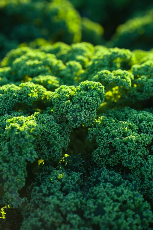 Field of Kale. stock image. Image of vegetable, bright 101993789