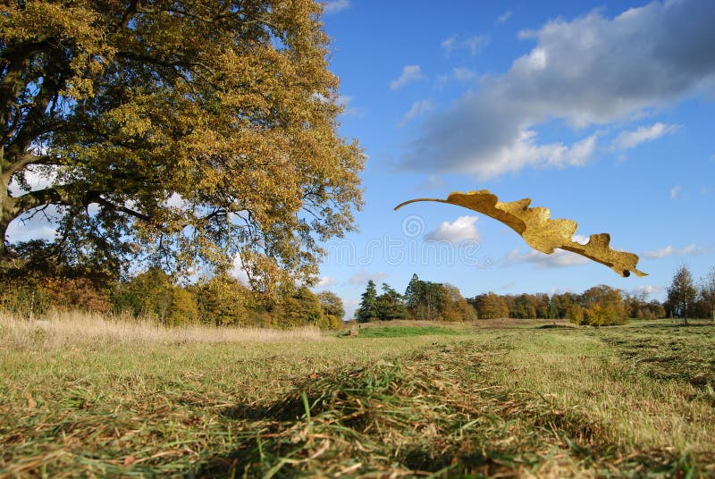 Field landscape and falling leaf