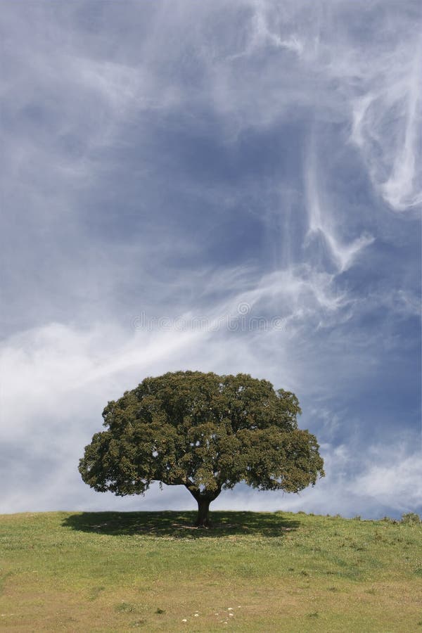 Field landscape with a lonely