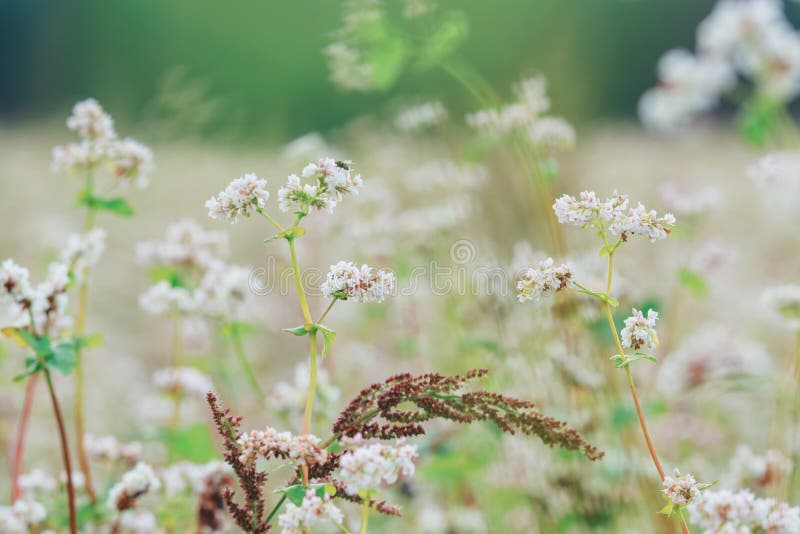 Field Landscape, Summer Evening, Flowers, White, Pink, Background
