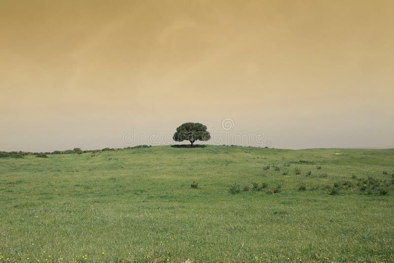 Field landscape with a tree