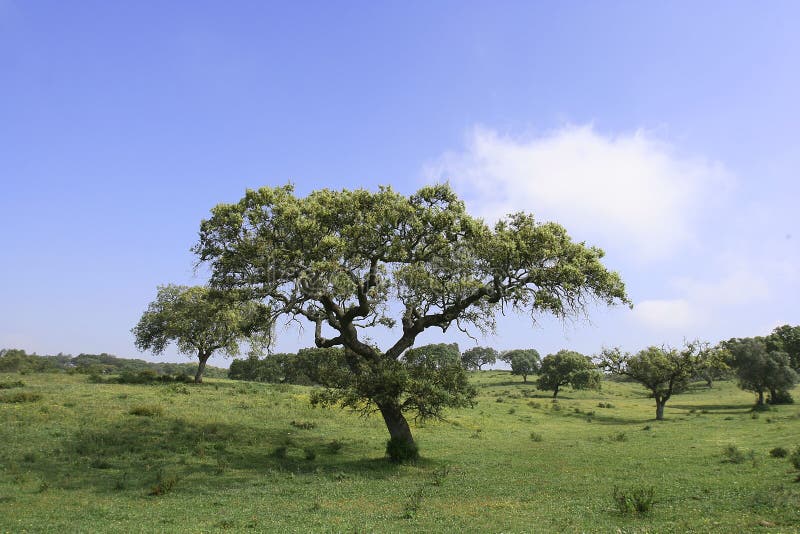 Field landscape with trees