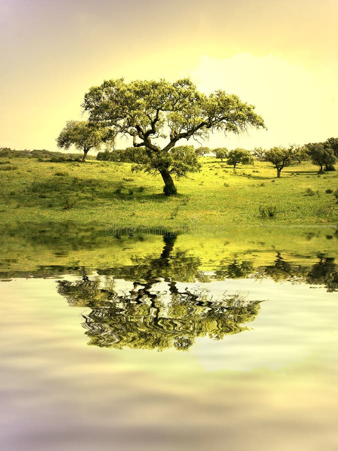 Field landscape with trees