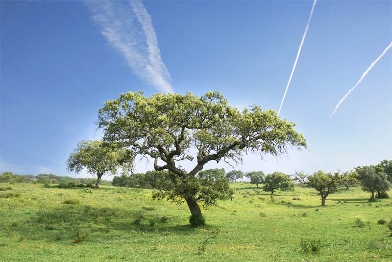 Field landscape with trees