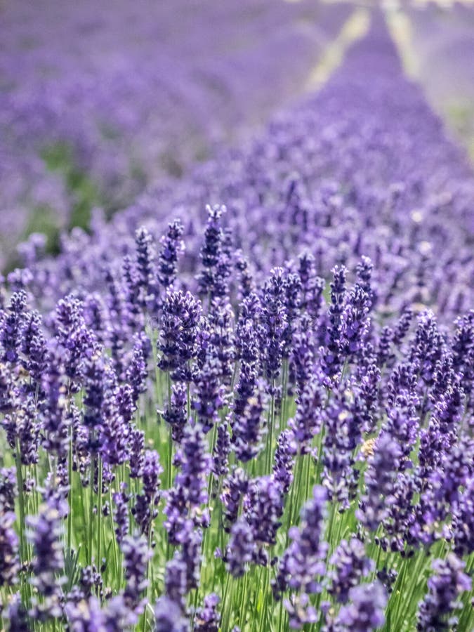 Field of lavender in bloom stock image. Image of moth 99533769