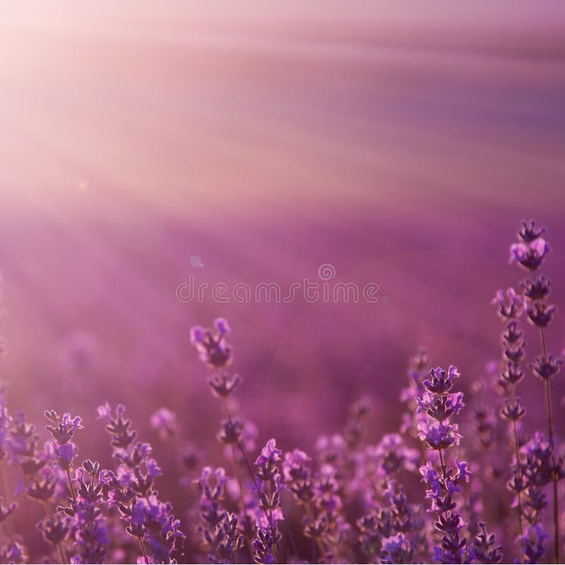 Field lavender flowers