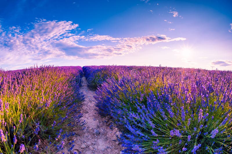 Field of lavender flowers at sunset in Provence, France