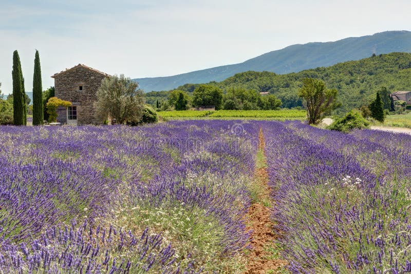 Field of lavender in Provence - Luberon France