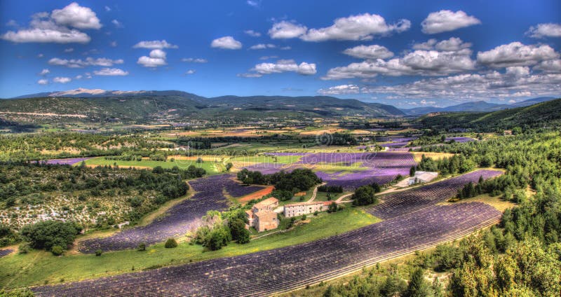 Field of lavender in Provence - Luberon France