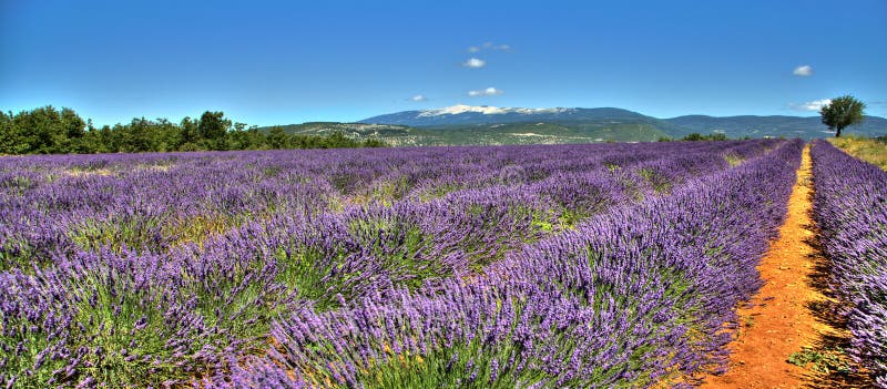 Field of lavender in Provence - Luberon France