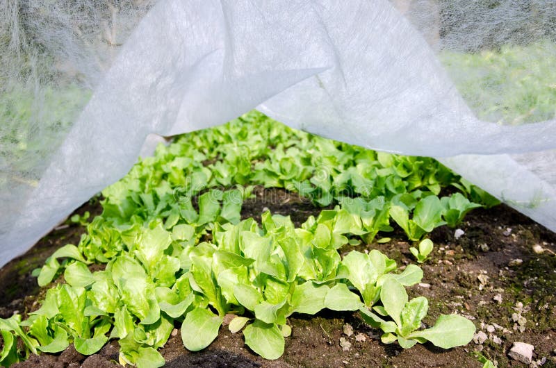 Field lettuce