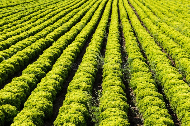 Lollo and Lollo Rosso Salad Field Stock - Image of bianco, 163900475