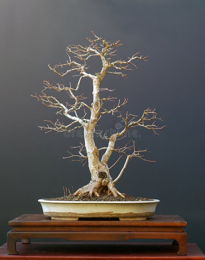 Field maple bonsai in winter
