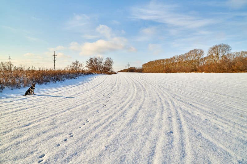 Field, meadow and grass with snow and cold cloudy sky. Beautiful winter landscape. Winter morning, day or evening