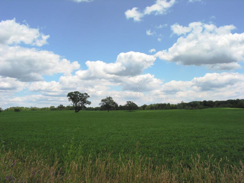 Field in Michigan â€“ 1