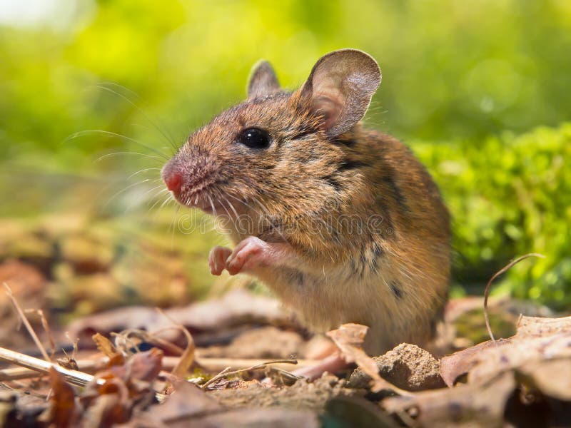 Field Mouse Sitting On Forest Floor Stock Photo Image Of Closeup