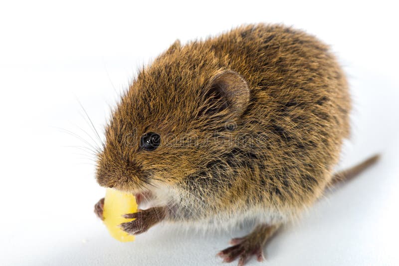 Field Mouse Eating A Piece Of Cheese Ͽ Isolated On White Stock Photo