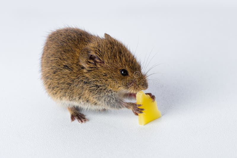 White Mouse With A Piece Of Cheese Stock Image Image of requests