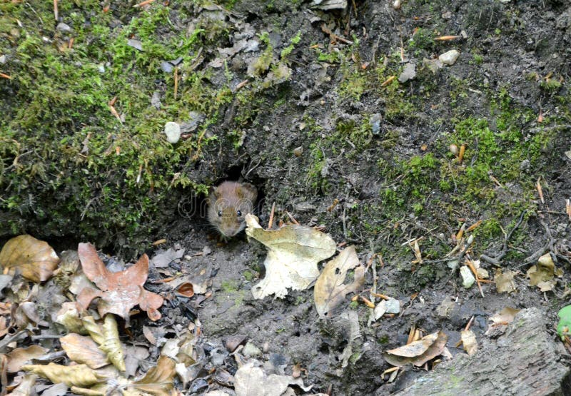 A Field Mouse Peeps Out O Its Hole in the Forest Floor Stock Image