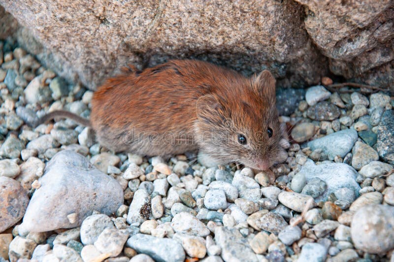 A Field Mouse Sits on Stones in Natural Environments. Closeups Stock