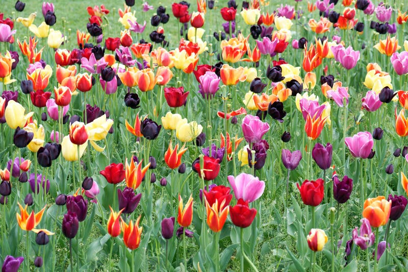 Tulip field stock photo. Image of petal, flower, travel 261364856