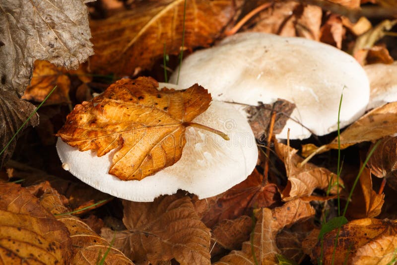 Field mushrooms in grass stock image. Image of edible 130491935