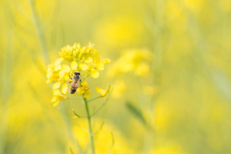 Field mustard stock image. Image of valley, nanohana 68974179