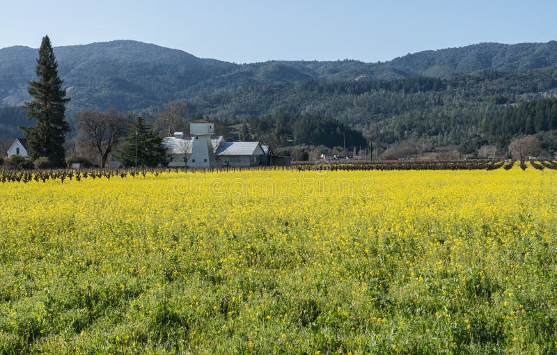 Field of Mustard in Napa Valley Stock Photo Image of floral, blooms