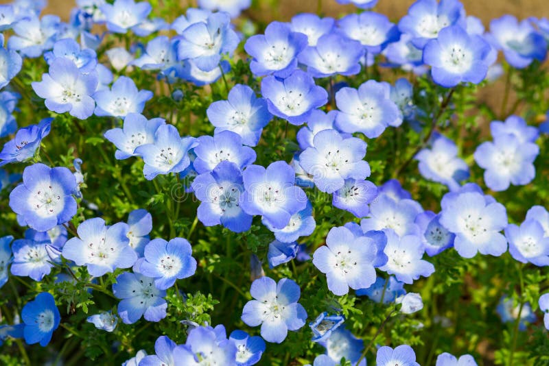 Field of Nemophila, or baby blue eyes (Nemophila menziesii, California bluebell)