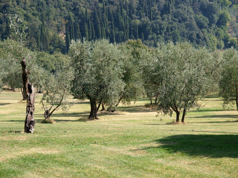 Field Of Olive Trees Picture. Image 6670218