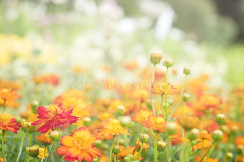 Field with orange flowers of calendula . Selective focus, Beautiful blooming flowers orange color stock photos Field with orange flowers of calendula . Selective focus, Beautiful blooming flowers orange color stock photos