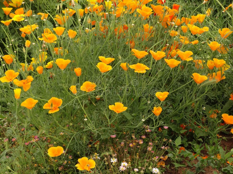 Field of Orange Garden Flowers and Green Grass Stock Photo Image of rural, green 141917362