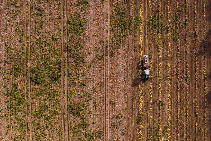 A field of orange Hokkaido pumpkins await harvest in October seen from above in Germany