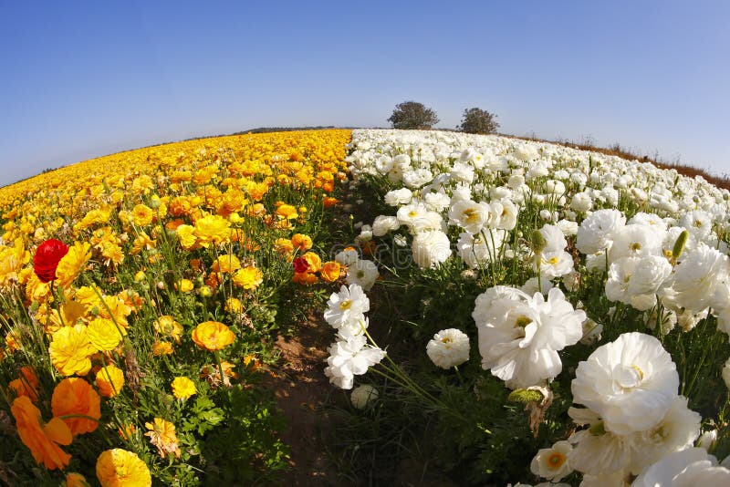 The Field of Orange and White Buttercups Stock Image Image of blue