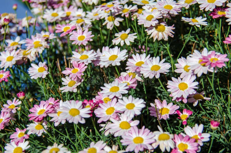 Field of pink daisies on a sunny summer day royalty free stock images Field of pink daisies on a sunny summer day royalty free stock images