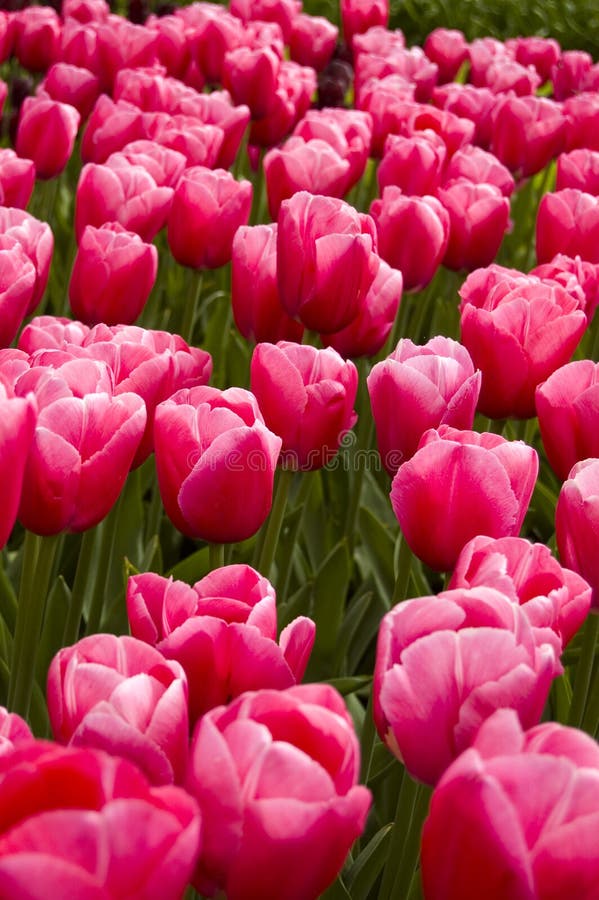 Field of pink tulips