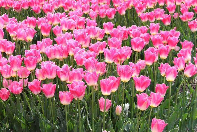 A field of pink tulips in the Keukenhof in the Netherlands. Flowerculture in Holland. A field of pink tulips in the Keukenhof in the Netherlands. Flowerculture in Holland