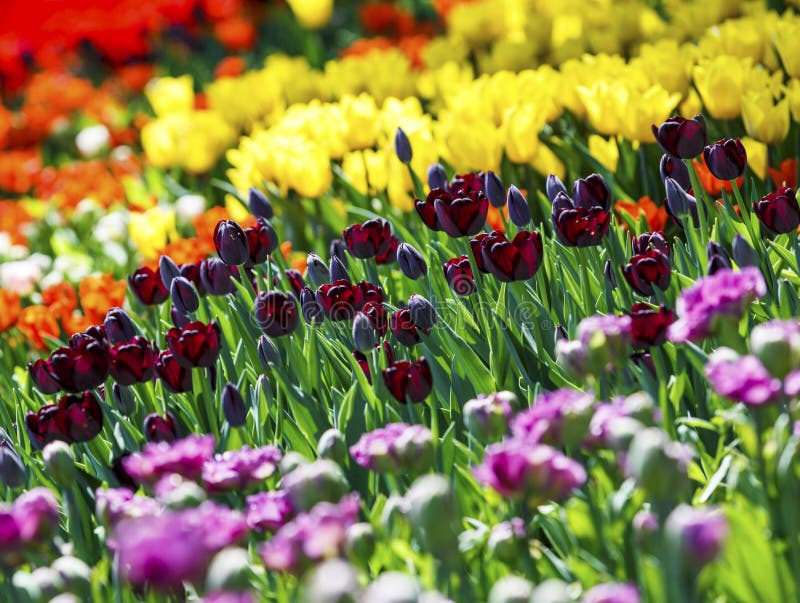 Field of pink and yellow tulips with selective focus. Spring, floral background. Garden with flowers. Natural blooming.