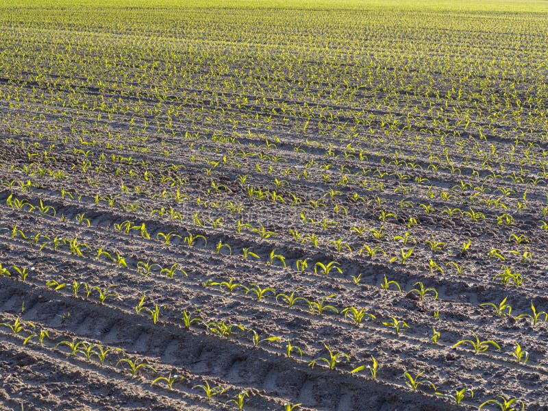 Cornfields planted in the spring in the morning. Cornfields planted in the spring in the morning