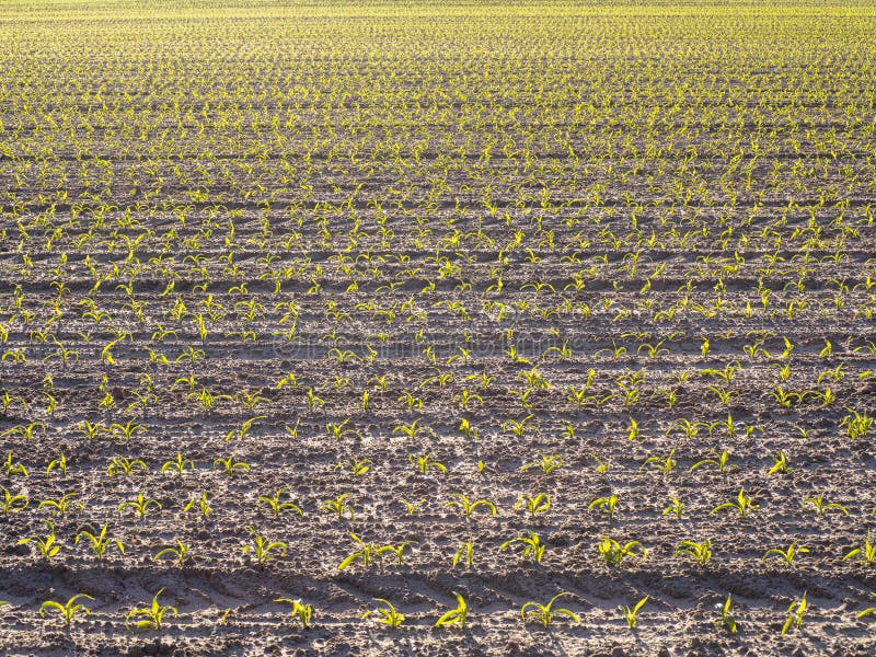 Cornfields planted in the spring in the morning. Cornfields planted in the spring in the morning