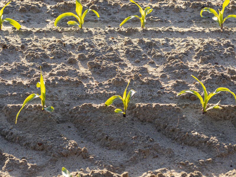 Cornfields planted in the spring in the morning. Cornfields planted in the spring in the morning