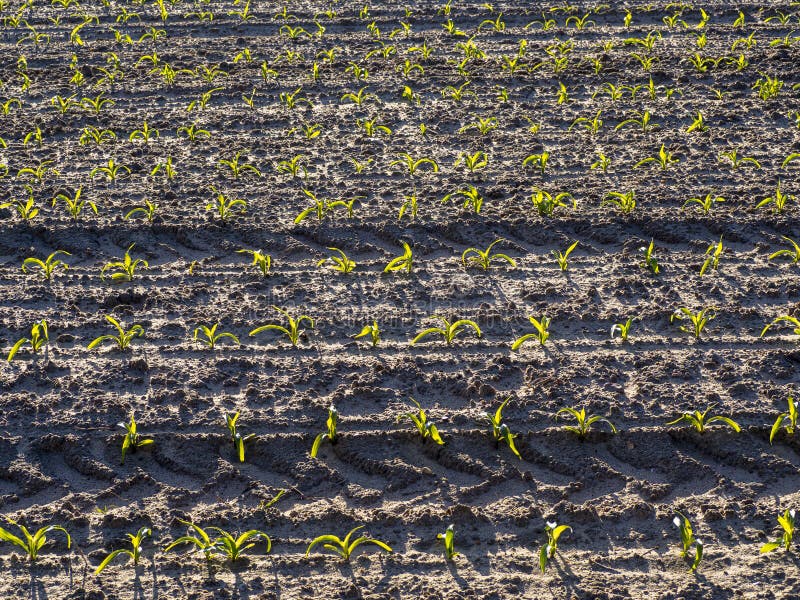 Cornfields planted in the spring in the morning. Cornfields planted in the spring in the morning