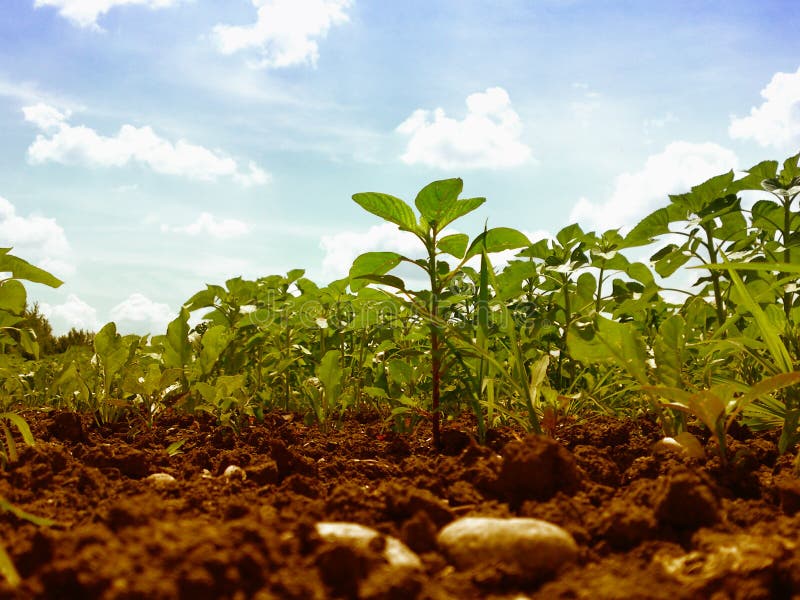 Download Field, plants and sky stock photo. Image of agriculture - 10063494