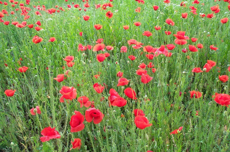 Field of poppies 1