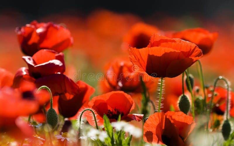 Field of poppies stock photography