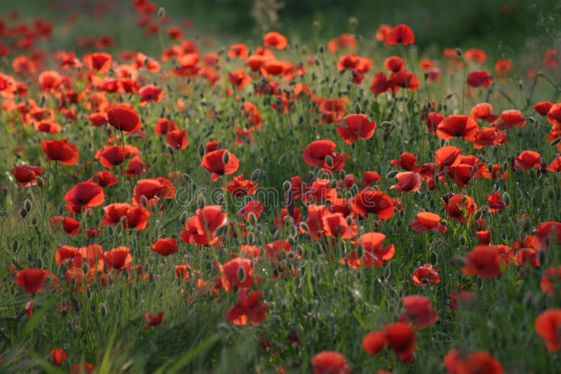 Field of poppies stock image. Image of plain, field, green - 4181781