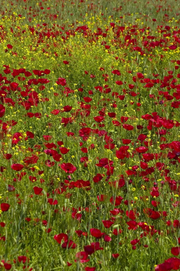 Field of poppies