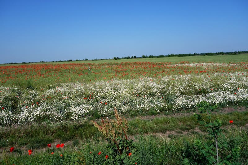 Field of poppies in early summer  2